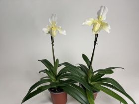 Paphiopedilum Phips 2er Sparset (in Knospe/Blüte)
