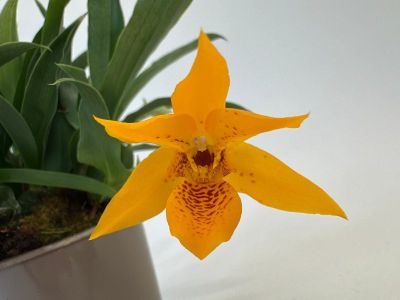 Nahaufnahme einer einzelnen, goldgelben Orchideenblüte mit braun-roten Tupfern. Die Blüte ist in einem Topf mit grünen Blättern zu sehen.