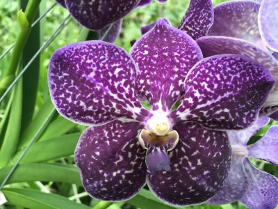 Close-up of an Ascocenda Violetta Blue flower. The petals are purple with white speckles and have a complex shape. Green foliage in the background.