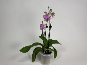 Phalaenopsis Taisuco Jasper (2 Rispen)