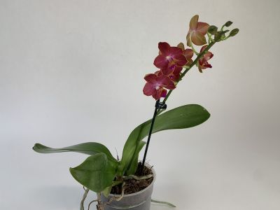 Phalaenopsis Sogo Fusion mit einer Rispe, Topf und grünen Blättern. Die Blüten sind rot-braun.