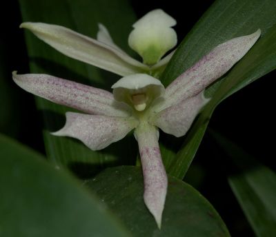 Gros plan sur une fleur d'orchidée Encyclia garciana blanc pâle, aux pétales pointus parsemés de fines taches violettes. Labelle délicat crème. En arrière-plan, autre fleur floue et feuillage sombre.