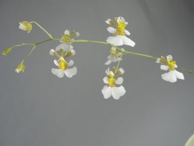 A Tolumnia orchid with small, white flowers decorated with yellow and brown accents along a thin, green stem against a grey background. Some flowers are still unopened.
