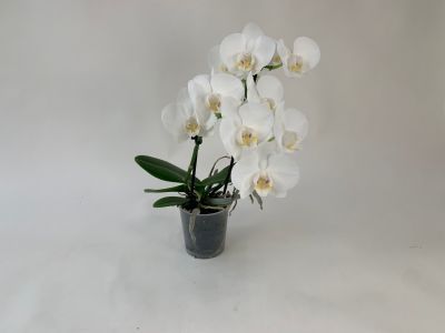 Une orchidée Phalaenopsis dans un pot transparent avec des fleurs blanches et des feuilles vertes sur un fond clair.