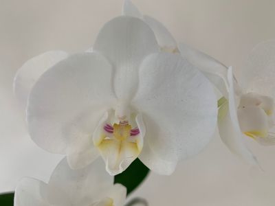 Gros plan sur une orchidée blanche avec des accents jaunes et violets au centre. Les pétales sont lisses et reflètent la lumière.