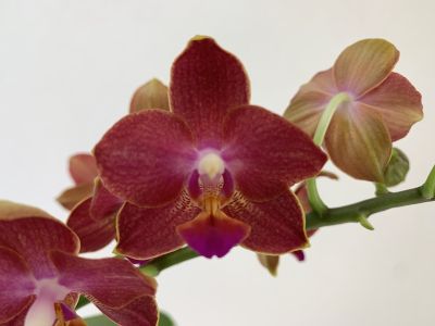 Nahaufnahme einer Phalaenopsis Sogo Fusion Orchidee. Die Blüte ist rot-braun mit gelben Rändern und hat ein purpurfarbenes Zentrum. Mehrere Blüten an einem grünen Stiel.