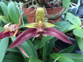 Gros plan d'une fleur exotique avec un sépale jaune-marron pointillé et des pétales rouge-marron devant des feuilles vertes.