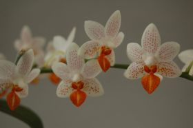 Nahaufnahme einer Phalaenopsis-Orchidee mit weißen Blütenblättern und roten Punkten, mit einem einzelnen orangefarbenen Blütenblatt in der Mitte jeder Blüte.