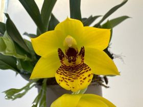 Nahaufnahme einer gelben Orchidee mit braun gepunktetem Zentrum. Grüne Blätter im Hintergrund.