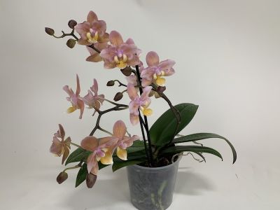 Une orchidée phalaenopsis dans un pot transparent. Les fleurs sont rose clair et jaunes. La tige florale est longue et ramifiée. Des feuilles vertes sont visibles à la base de la plante.