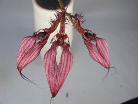 Trois fleurs d'orchidée rouges avec des bandes horizontales sombres pendent d'une tige. Les fleurs ont de longues et fines "moustaches".