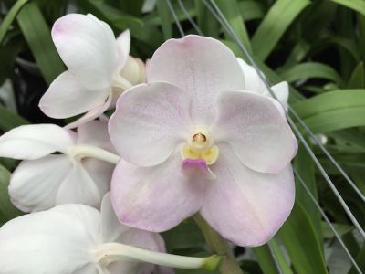 Close-up of an Ascocenda Kultana 'White' orchid with white petals and delicate pink accents.