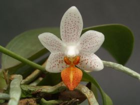 Nahaufnahme einer einzelnen, weißen Orchideenblüte mit roten Punkten und einem orangefarbenen Blütenblatt vor dunklem Hintergrund. Blätter und Wurzeln sind im Bild zu sehen.