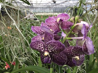 Close-up of a Vanda Midnight Black orchid with dark purple flowers and light-coloured dots, some flowers are still in bud.