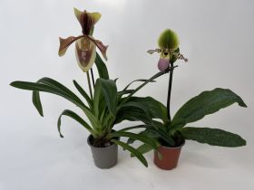Paphiopedilum villosum/Pinocchio 2er Mix-Set (in Blüte/Knospe)