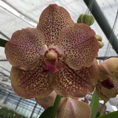 Gros plan sur une orchidée Vanda Copper Spotty. Les pétales sont brun clair avec des mouchetures rougeâtres.