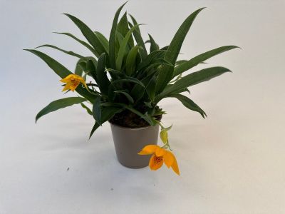 Topfpflanze mit langen, grünen Blättern und zwei gelben Blüten mit roten Punkten. Der Topf ist braun und steht auf einem weißen Untergrund.