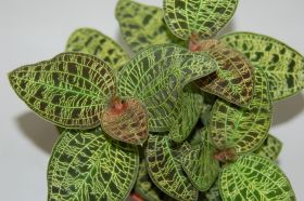 Close-up of a Macodes petola plant with dark green leaves and a filigree, light-coloured network of veins. Some leaves have a reddish tinge. The background is kept neutral.