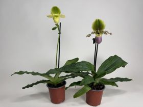 Paphiopedilum Pinocchio 2er Sparset (in Knospe/Blüte)