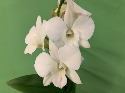 Plusieurs fleurs d'orchidées d'un blanc éclatant sur un fond vert vif. Des pétales d'un blanc immaculé, le cœur de chaque fleur étant d'une délicate couleur crème clair. En bas à gauche, une feuille vert foncé. Une composition luxuriante et élégante.