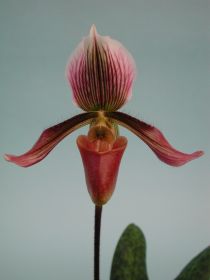 A single Paphiopedilum harrisianum 'Superbum' orchid with long, pink-brown petals and a reddish calyx against a pale blue background.