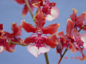 Nahaufnahme von Oncidium Sharry Baby Orchideenblüten in Rot und Weiß, die an einem dünnen Stiel wachsen, vor einem blauen Himmel.