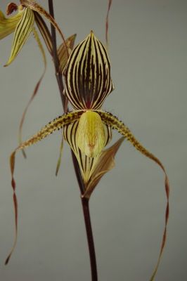 A Paphiopedilum Saint Swithin orchid with striped petals in shades of yellow and brown growing on a slender, brown stem against a blurred, light grey background.