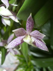 Encyclia garciana : fleur d'orchidée blanche parsemée de taches pourpres, avec un labelle blanc jaunâtre et des pétales étroits en forme d'étoile. Fond vert flou.