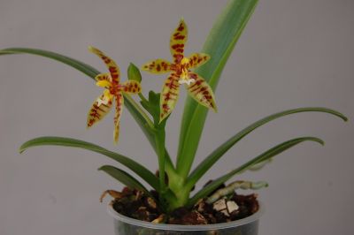 Gros plan sur une Phalaenopsis lamelligera, une petite orchidée aux fleurs tachetées de jaune et de rouge et aux feuilles vertes, dans un pot.