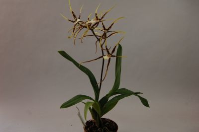 Orchidée Miltassia Toscana dans un pot marron, avec plusieurs fleurs en forme d'étoile. Rayée de jaune et de marron, avec de longs pétales ressemblant à des pattes d'araignée et un cœur clair et motifs. Feuillage vert luxuriant, deux panicules florales.