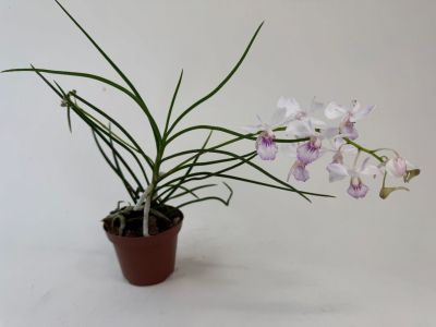 Eine kleine Orchidee in einem braunen Topf. Die Pflanze hat lange, spitze Blätter und einen Blütenstand mit zarten, weiß-violetten Blüten.