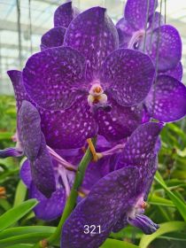 Gros plan sur une orchidée pourpre à points sombres poussant sur une tige verte.