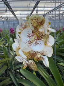 Nahaufnahme einer Gruppe weißer Orchideen mit braunen Flecken, umgeben von grünen Blättern in einem Gewächshaus.