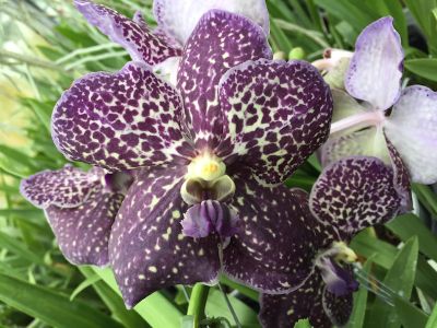 Close-up of a dark purple Vanda Midnight Black orchid with light speckles and green leaves in the background.