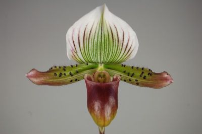 Close-up of a Paphiopedilum orchid with a striped white-green flower, green, dotted petals and a burgundy-gold lip against a grey background.
