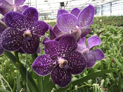 Close-up of the Ascocenda Violetta Blue Orchid. The petals are purple and covered with small white spots.