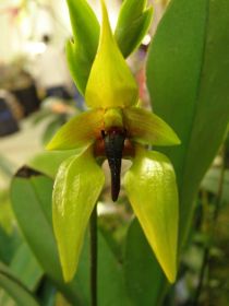 Fleur d'orchidée jaune avec un pistil pointu brun foncé au centre, entouré de feuilles vertes. La fleur a une forme triangulaire.