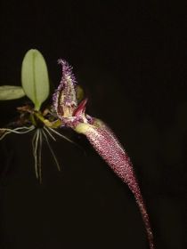 Gros plan sur une orchidée Bulbophyllum fascinator. Elle a un long pétale pourpre et un court pétale rayé. Une feuille ovale et des racines claires sont visibles. Arrière-plan sombre.
