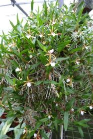 Gros plan sur une orchidée Epidendrum polybulbon avec des feuilles vertes, des fleurs blanches et des racines aériennes qui pendent du haut.