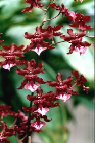 Nahaufnahme einer Oncidium Sharry Baby 'Sweet Fragrance' Orchidee. Die Blüten sind dunkelrot-braun mit weiß-rosa Akzenten. Sie wachsen an einem dünnen Stiel. Der Hintergrund ist unscharf grün.