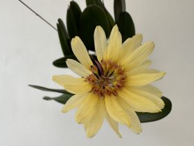 Gros plan sur une fleur d'un jaune éclatant, composée de nombreux pétales fins disposés en étoile autour d'un cœur brun-rouge très détaillé. À l'arrière-plan, des feuilles vert foncé floues. Fond gris clair.