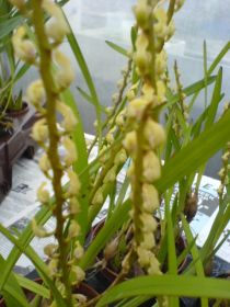 Gros plan sur plusieurs plantes d'orchidées en pots. Les plantes ont de longues feuilles vertes et des inflorescences jaune pâle avec de petites fleurs serrées.