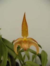 Gros plan sur une orchidée Bulbophyllum lobbii. La fleur a des rayures jaunes et brunes et un long calice pointu. Des feuilles vertes sont visibles à l'arrière-plan.