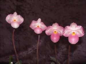 Four delicate, pink Paphiopedilum Magic Lantern flowers with yellow accents, lined up against a dark background.