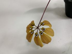 Gros plan sur une fleur de Bulbophyllum mastersianum. La fleur a des pétales jaune-brun qui sont disposés en rayons. Des accents sombres sont visibles au centre de la fleur.