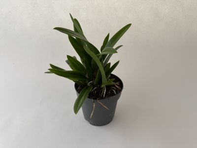 A small, vibrant green houseplant with several elongated, smooth leaves, some pointing upwards, some to the side. In a dark grey pot with dark, grainy soil, some light-coloured roots visible. Cream-coloured background.