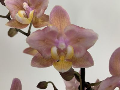 Gros plan sur une orchidée phalaenopsis aux pétales roses et jaunes et au centre jaune. Les fleurs sont légèrement ouvertes. L'arrière-plan est flou et blanc.