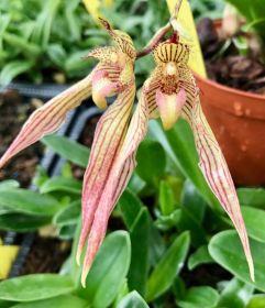 Deux fleurs d'orchidée exotiques pendent devant un feuillage vert luxuriant. Les fleurs sont rayées de jaune et de rouge, avec des pétales allongés et effilés et une délicate touche de rose.
