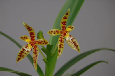 Gros plan sur deux fleurs de Phalaenopsis lamelligera. Les fleurs ont des pétales jaunes tachetés de rouge, des stigmates jaunes et un pistil blanc. Les feuilles sont longues et vertes.