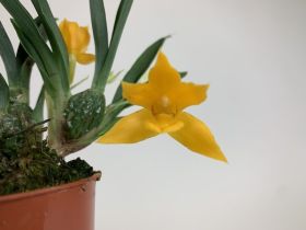 Nahaufnahme einer gelben Promenea Silvana-Orchidee in einem braunen Topf, mit grünen Blättern und Moos. Eine zweite, kleinere Blüte ist im Hintergrund sichtbar.